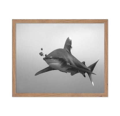 Longimanus