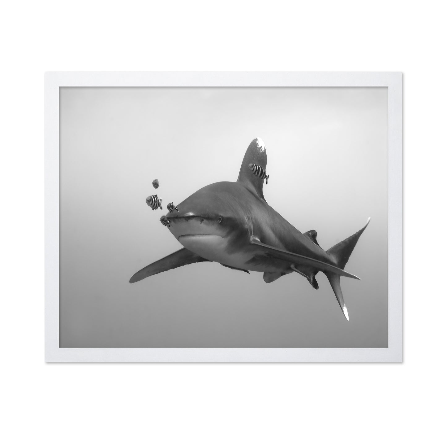 Longimanus