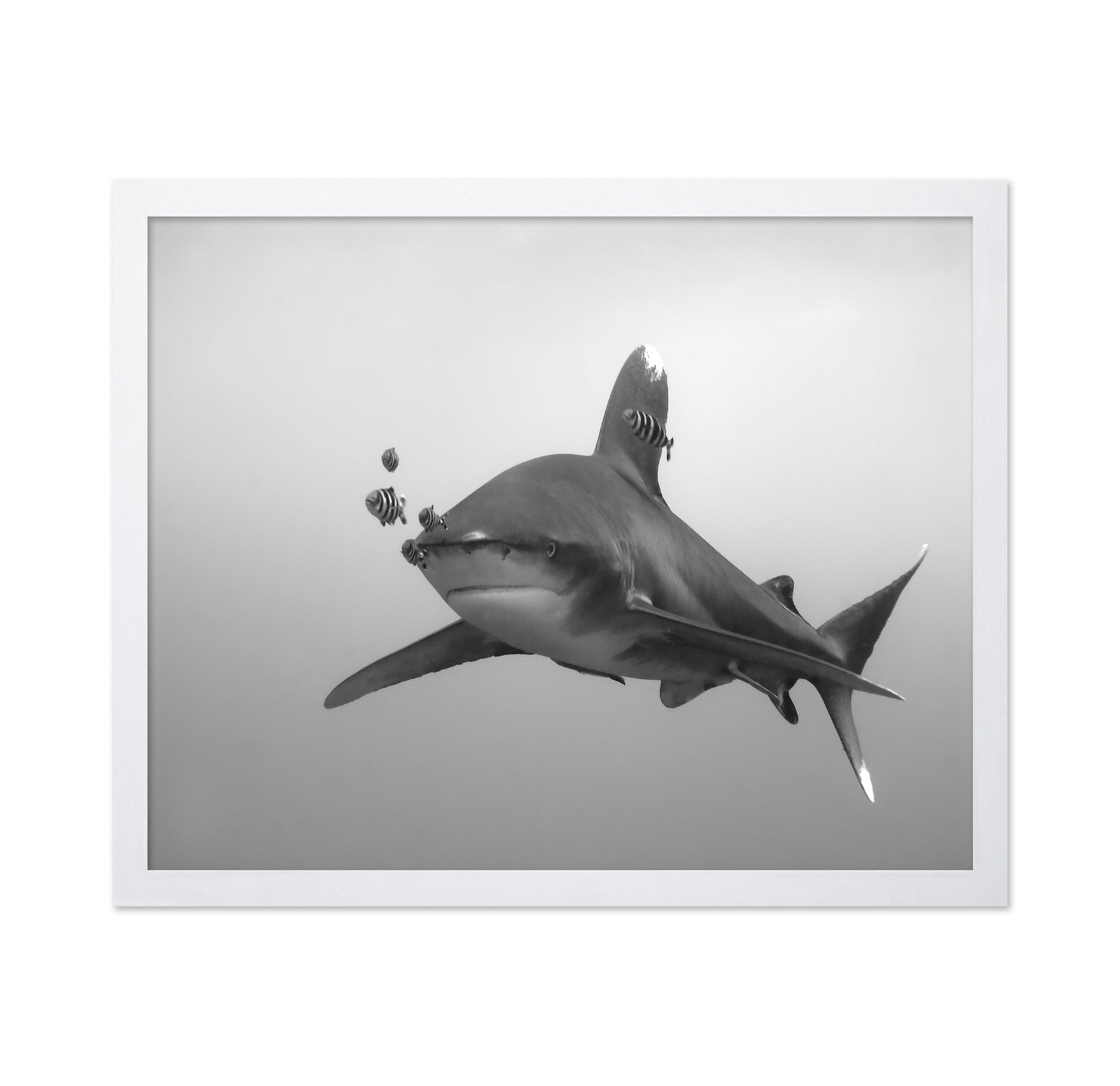 Longimanus