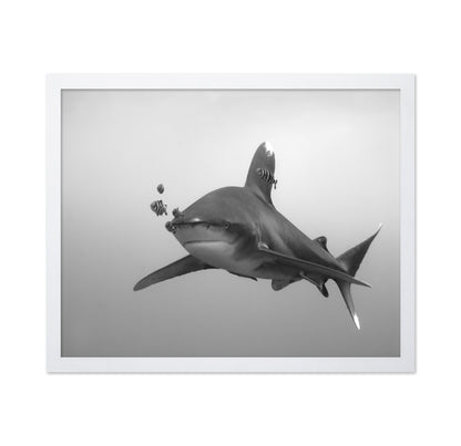 Longimanus