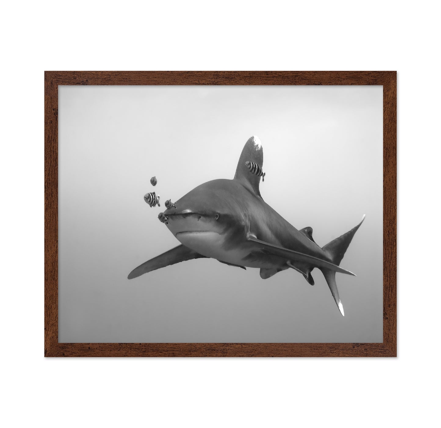 Longimanus
