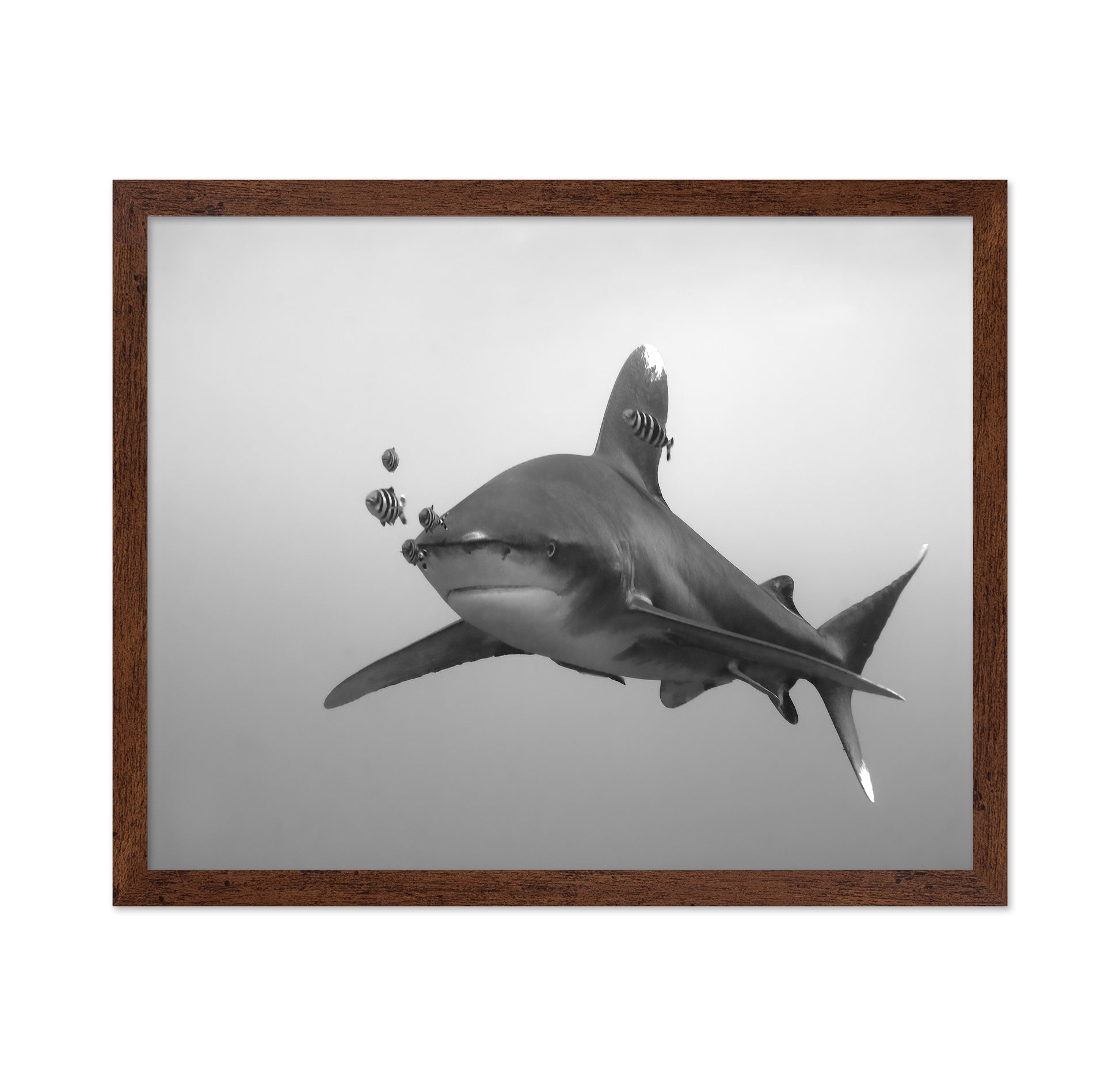 Longimanus