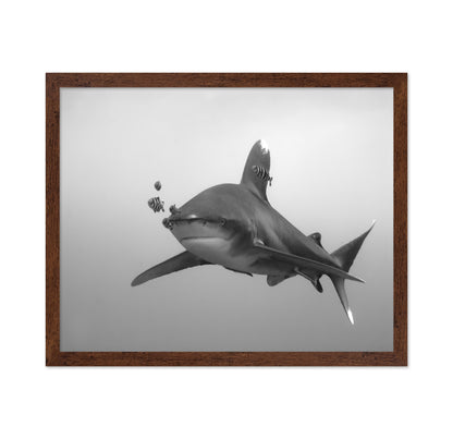 Longimanus