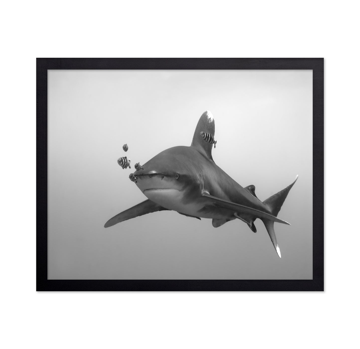 Longimanus