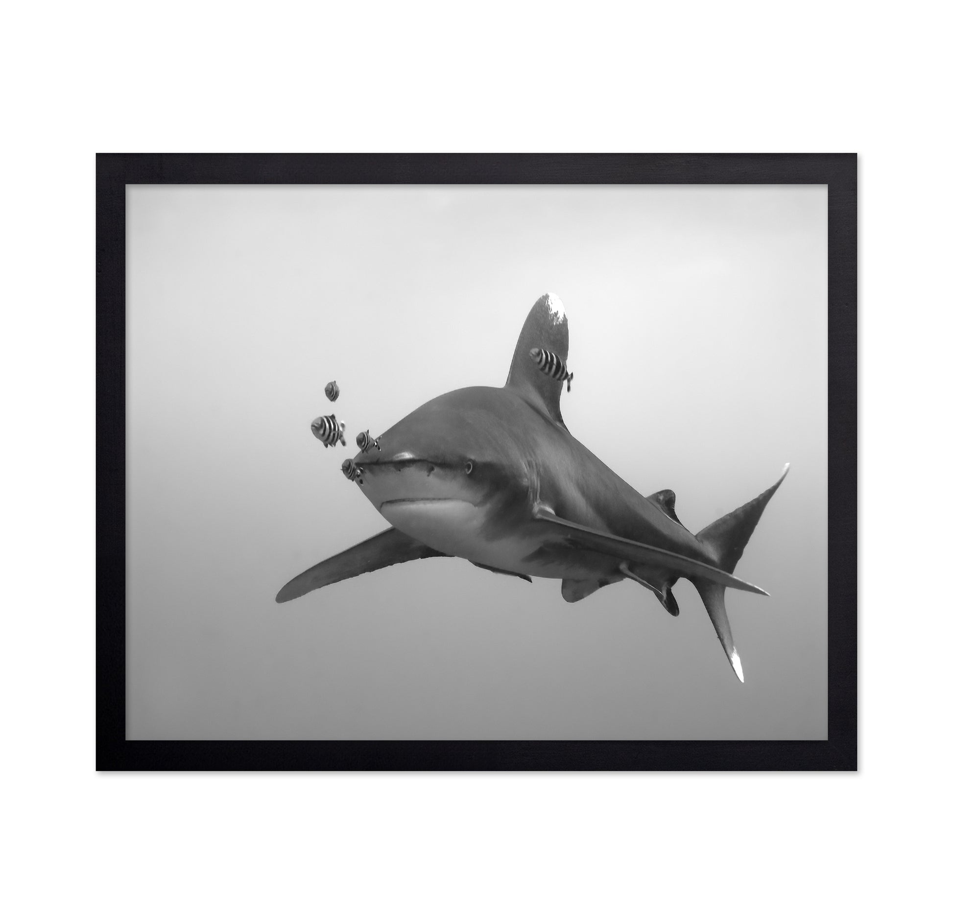 Longimanus