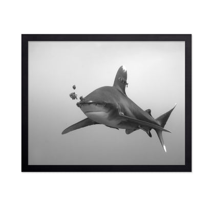 Longimanus