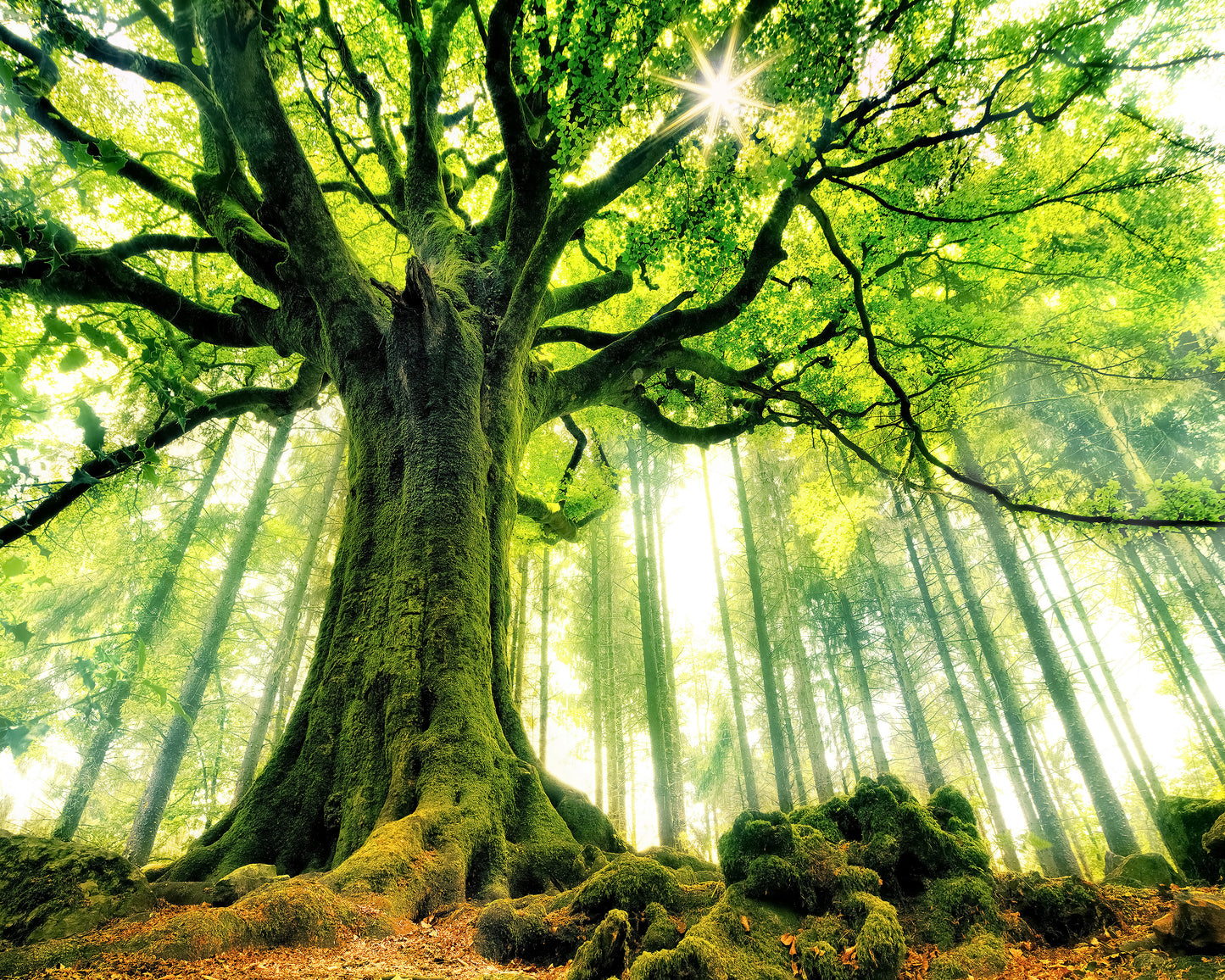 Ponthus' Beech