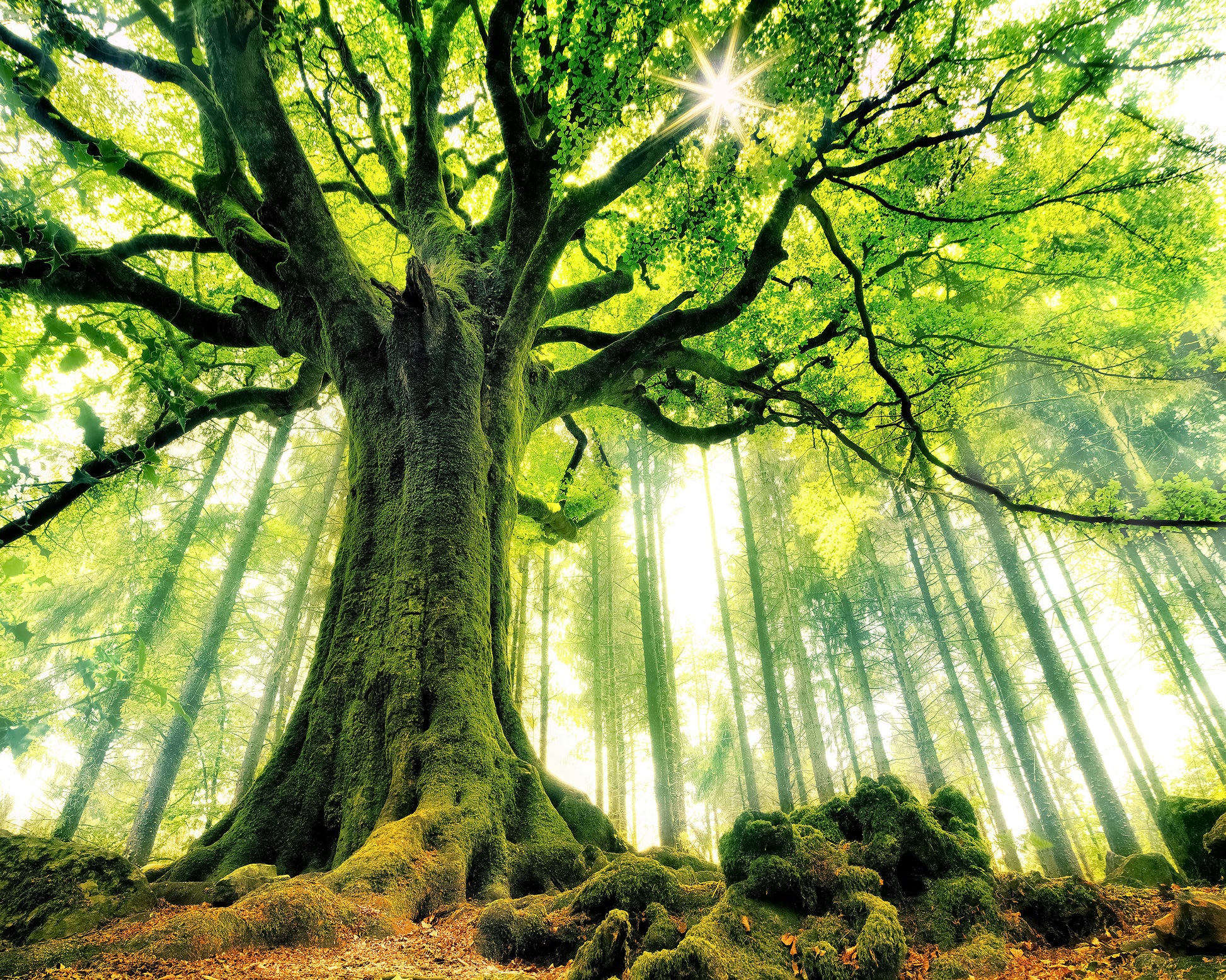 Ponthus' Beech