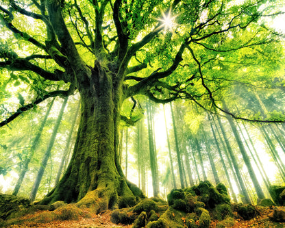 Ponthus' Beech