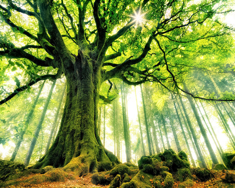 Ponthus' Beech