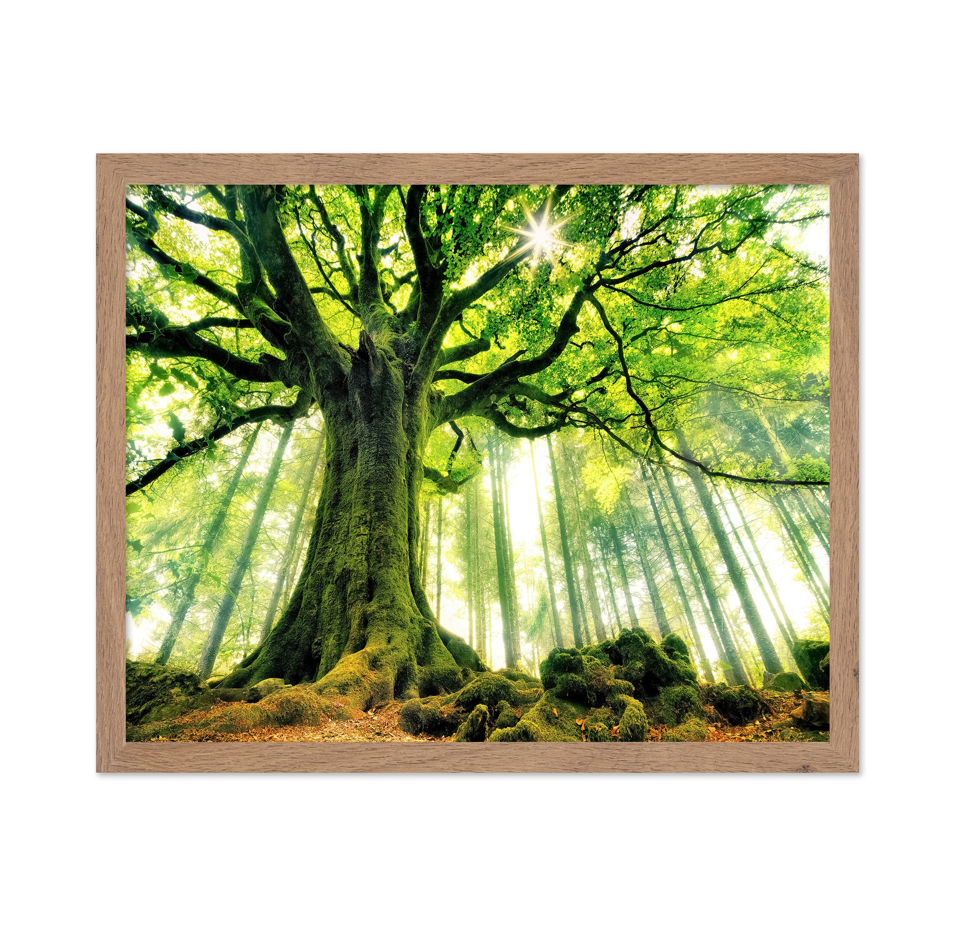 Ponthus' Beech