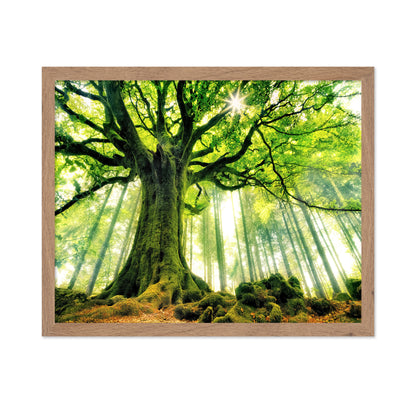 Ponthus' Beech