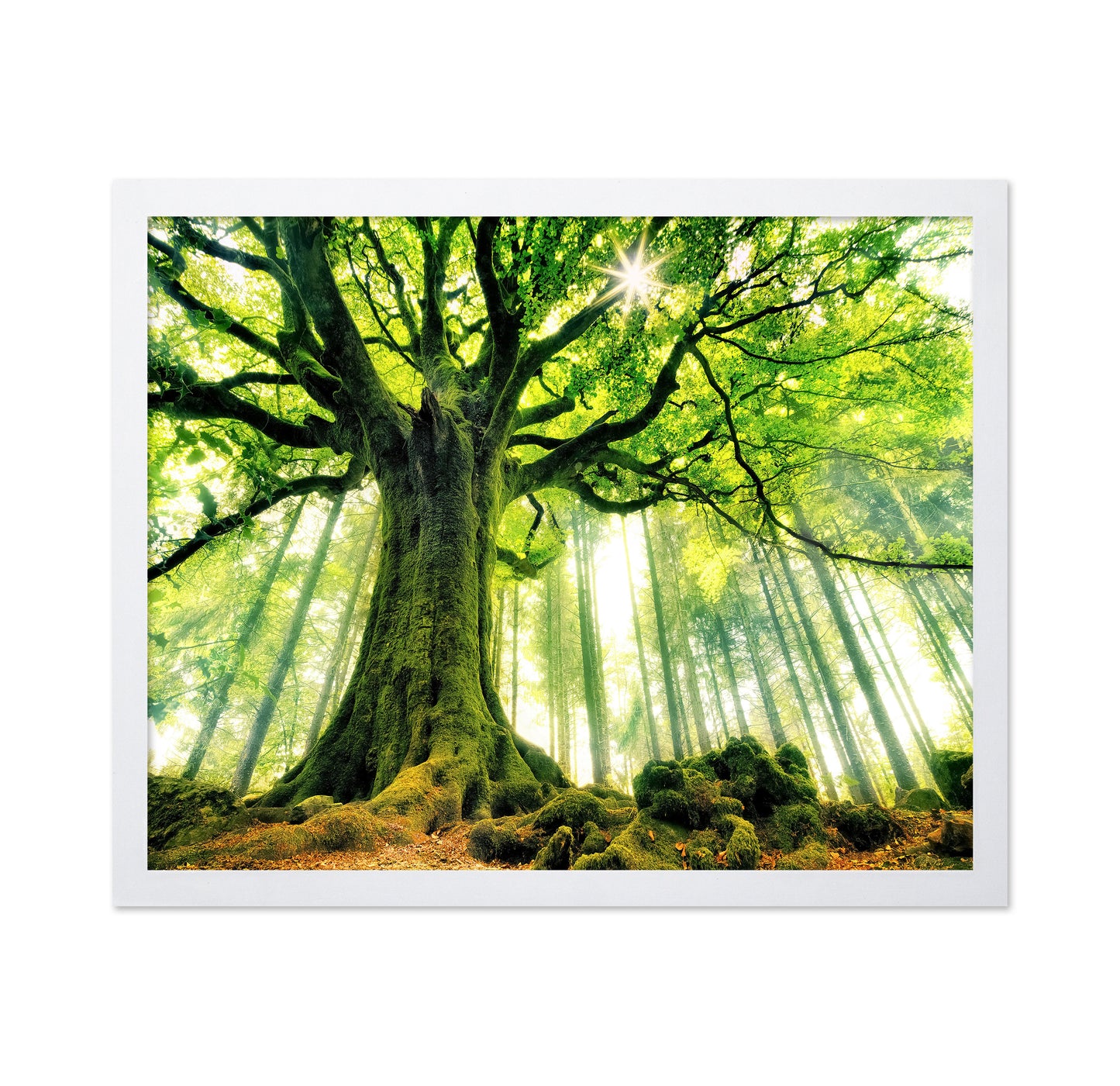 Ponthus' Beech