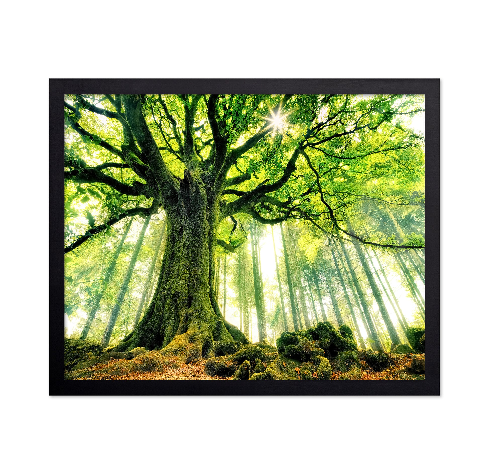 Ponthus' Beech