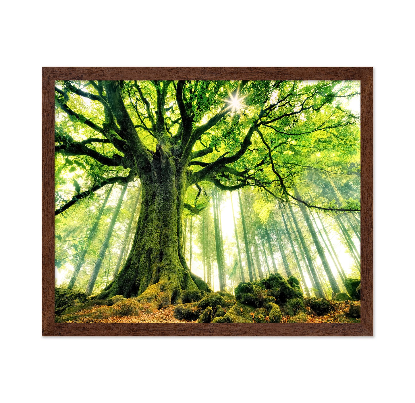 Ponthus' Beech