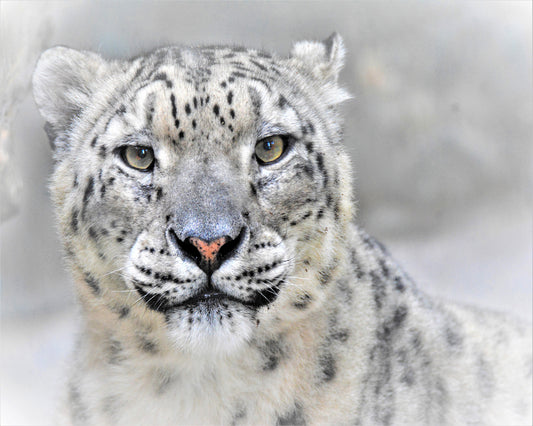Snow Leopard