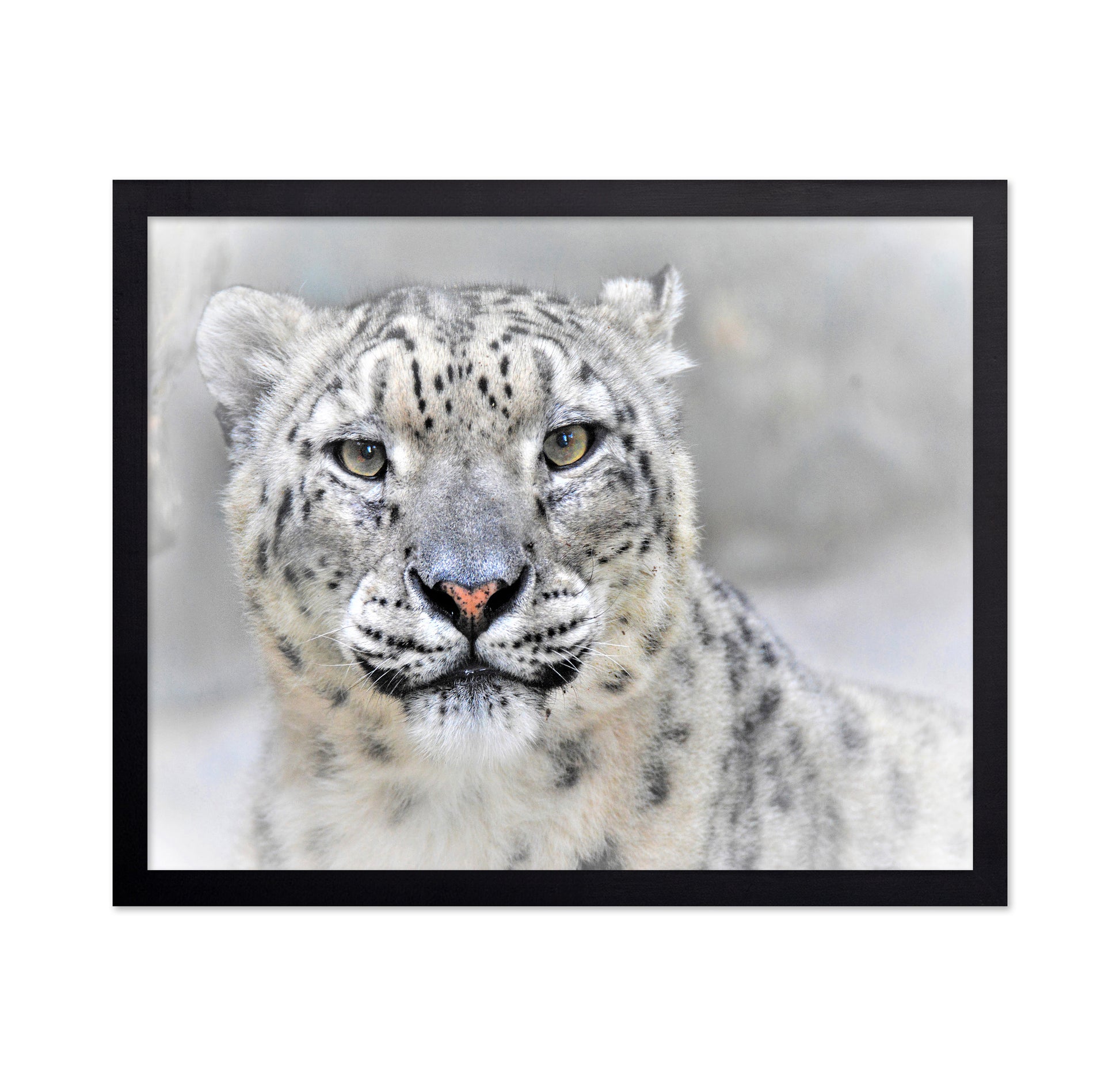 Snow Leopard