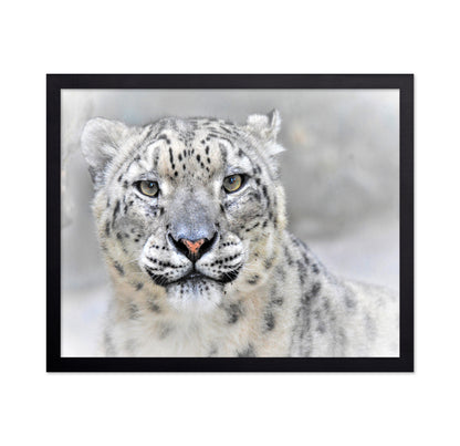 Snow Leopard