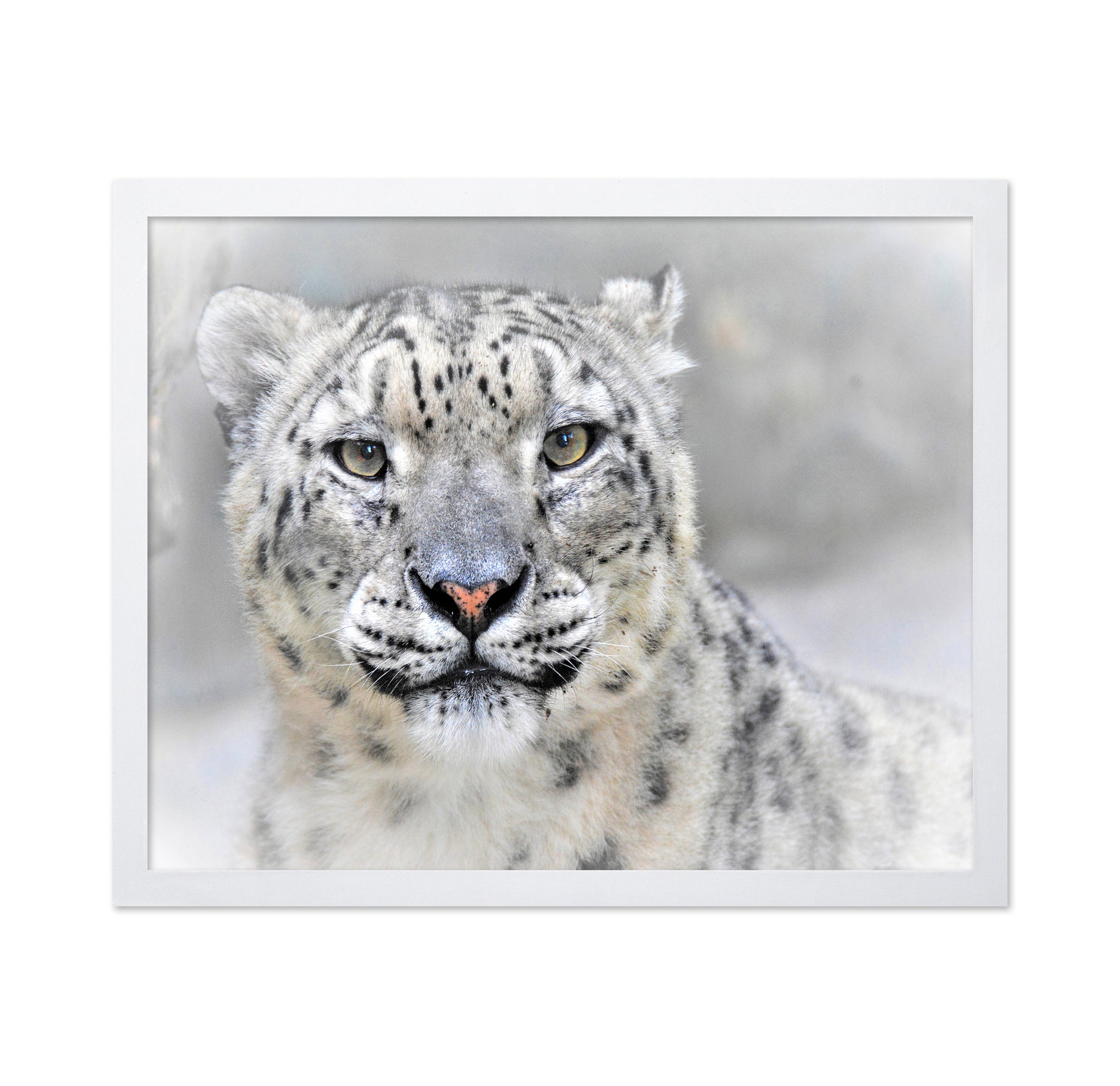 Snow Leopard