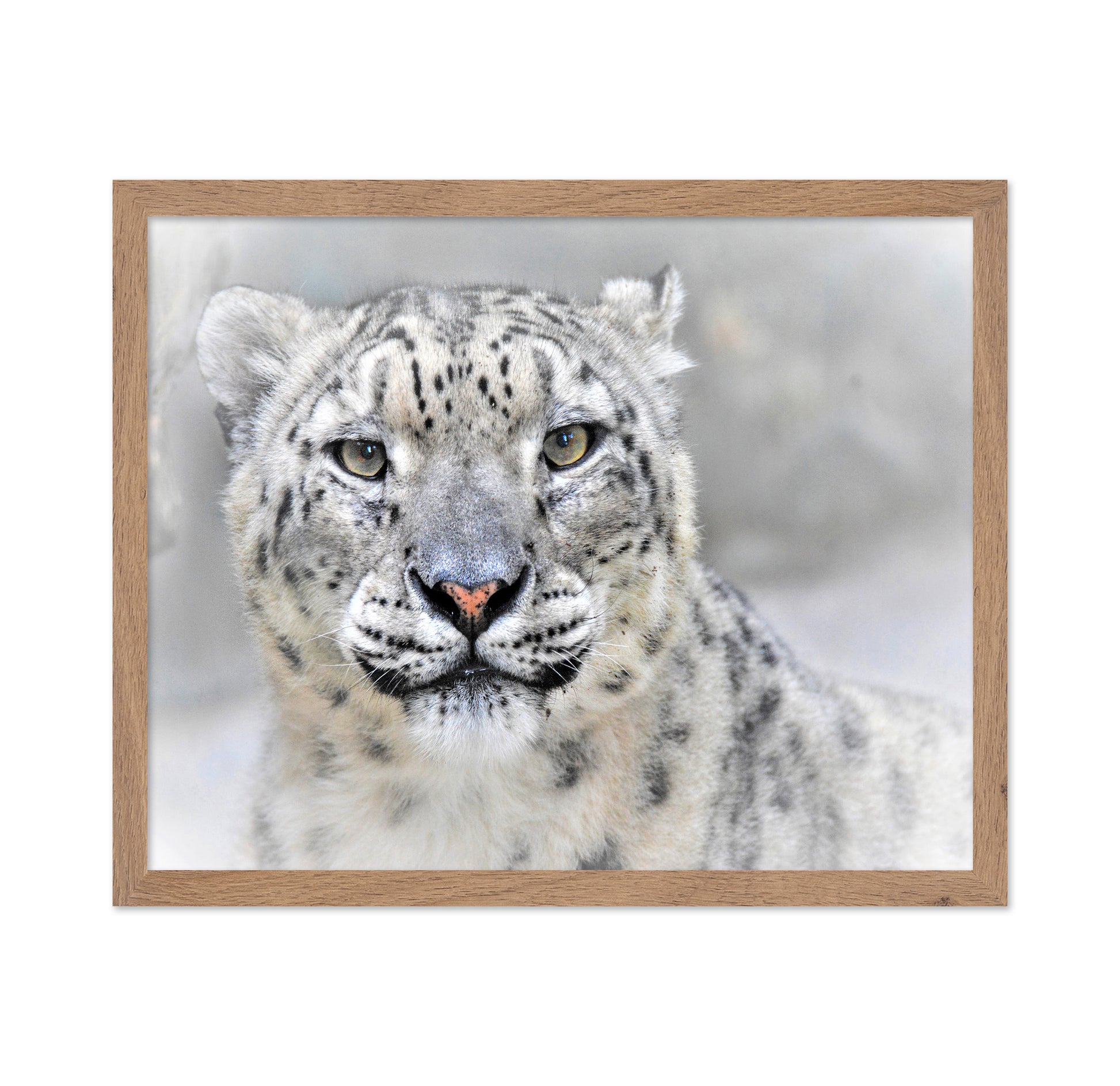 Snow Leopard