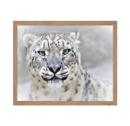 Snow Leopard