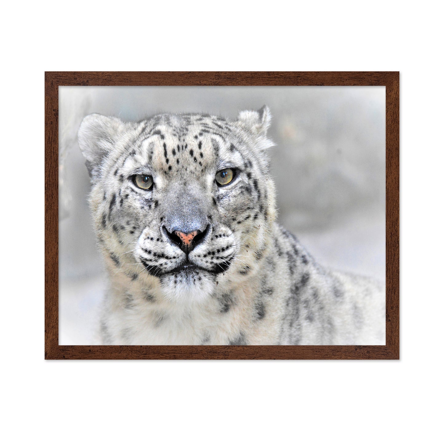 Snow Leopard