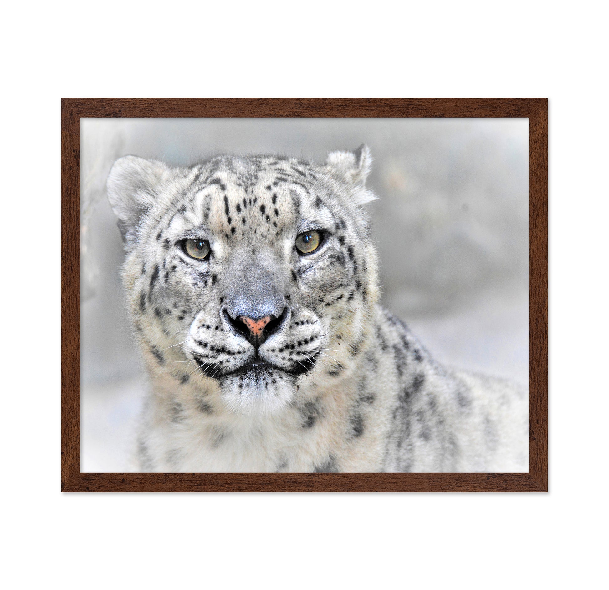 Snow Leopard