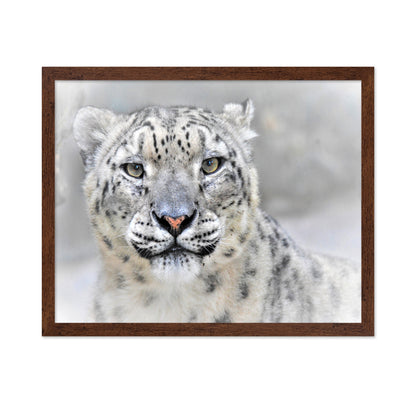 Snow Leopard