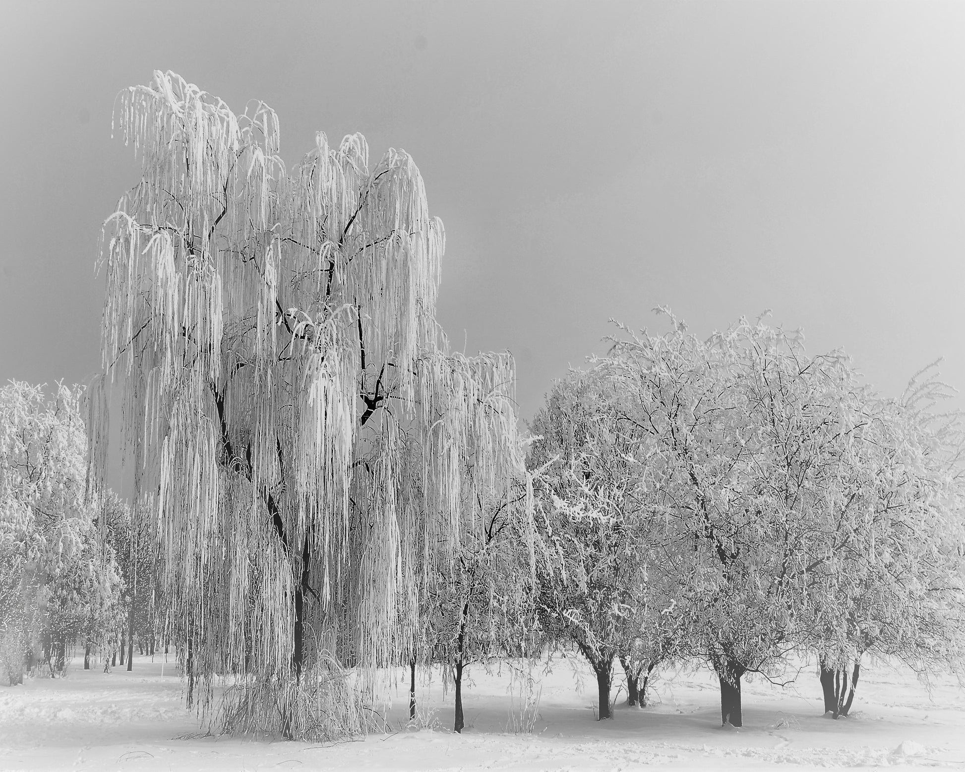 Frozen Willow Tree
