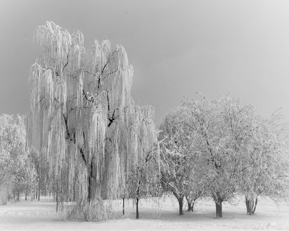 Frozen Willow Tree