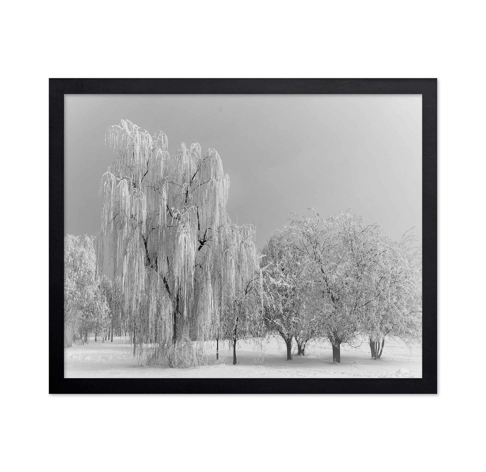 Frozen Willow Tree