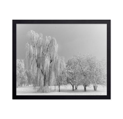 Frozen Willow Tree