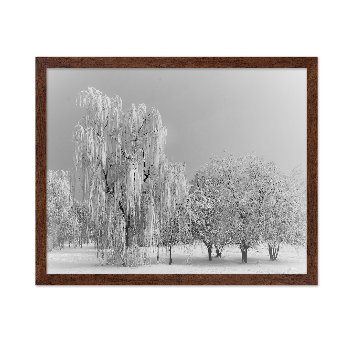 Frozen Willow Tree