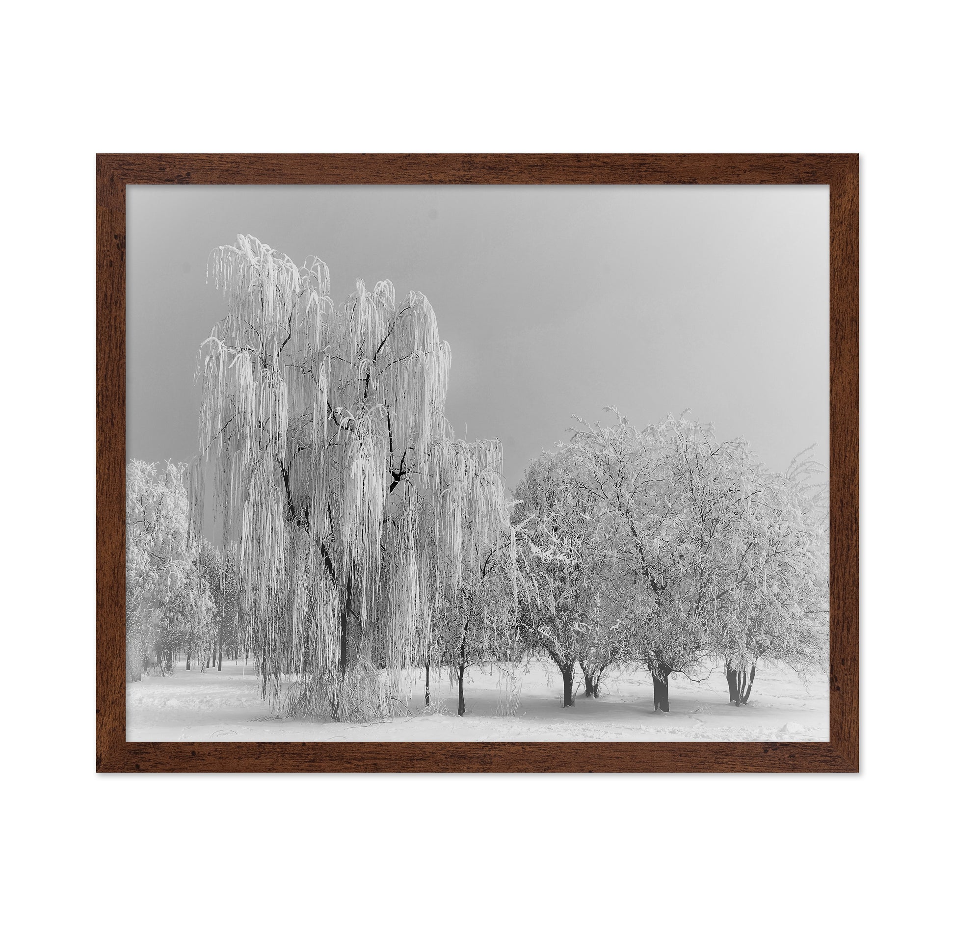 Frozen Willow Tree