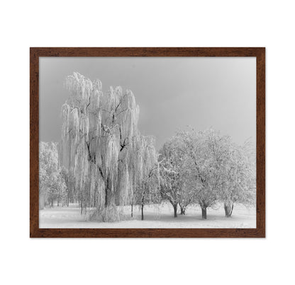 Frozen Willow Tree
