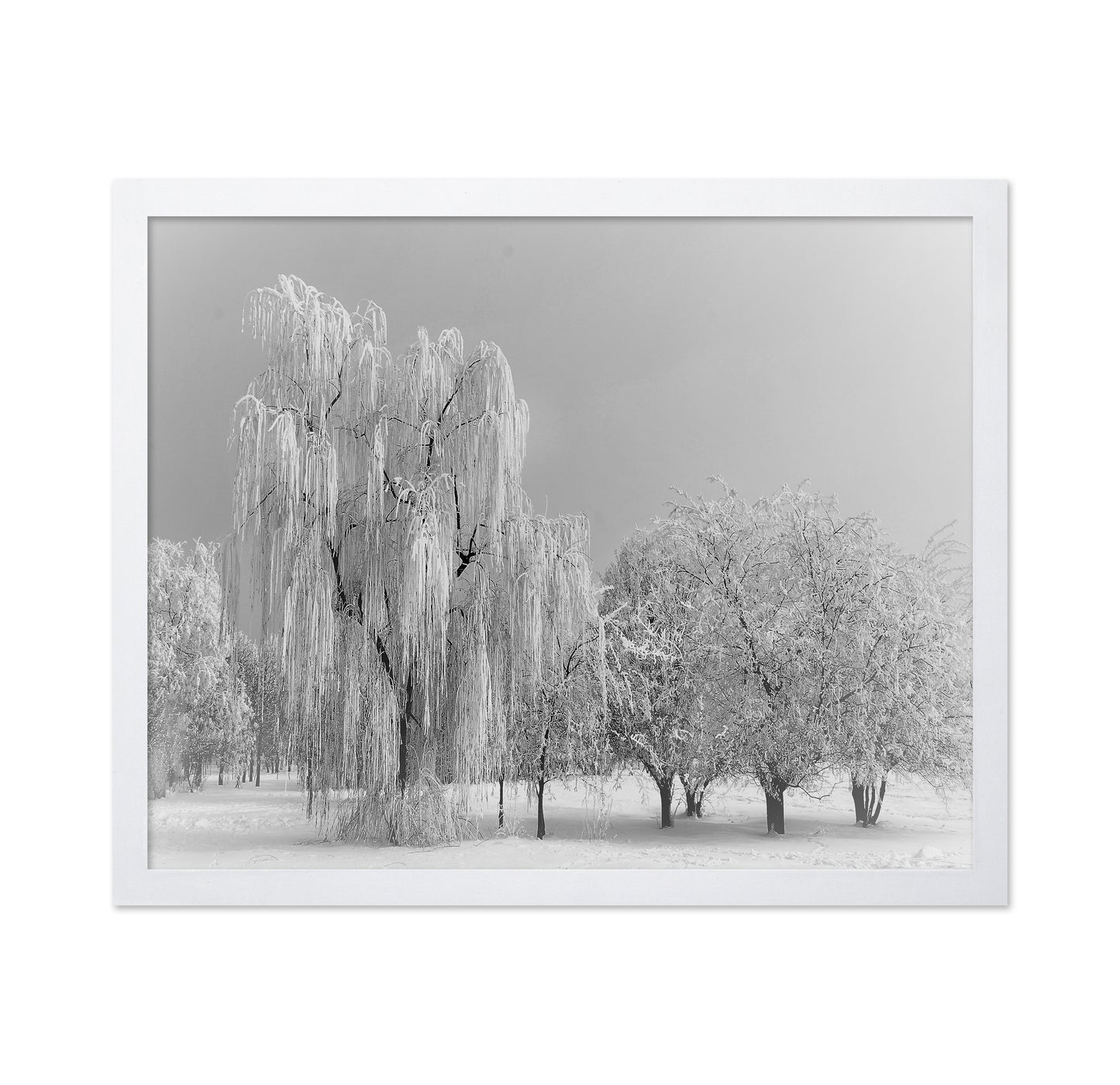 Frozen Willow Tree