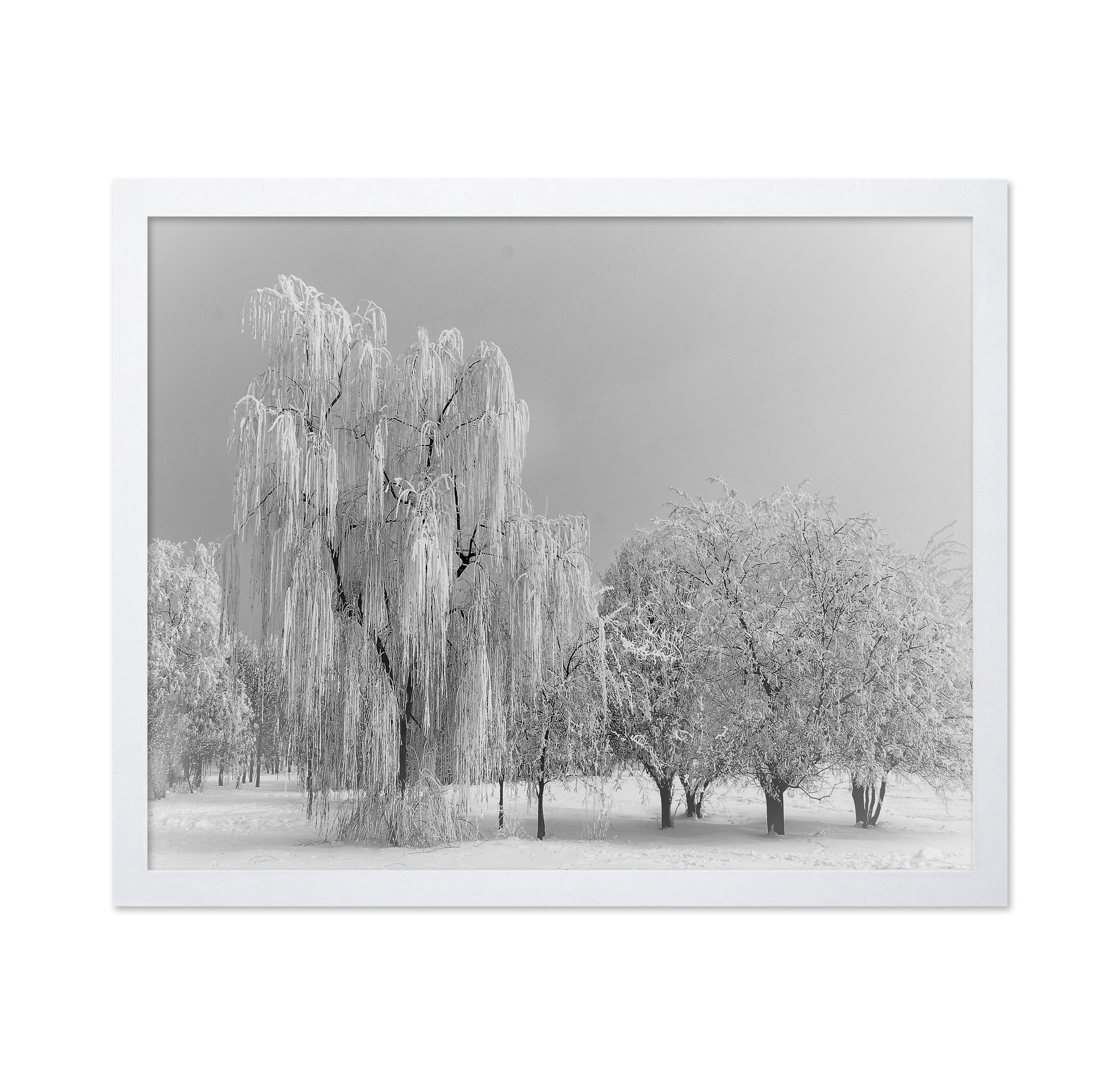 Frozen Willow Tree