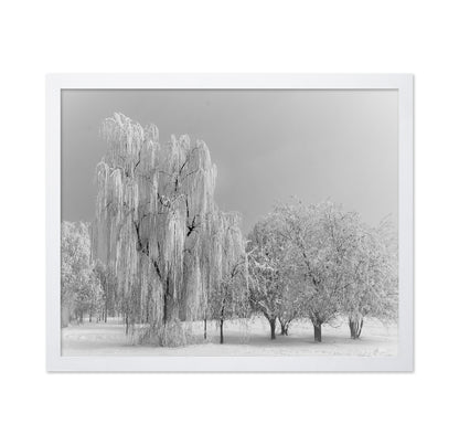 Frozen Willow Tree