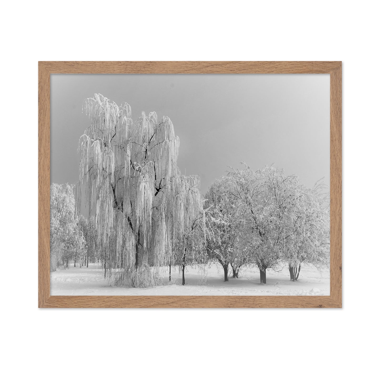 Frozen Willow Tree
