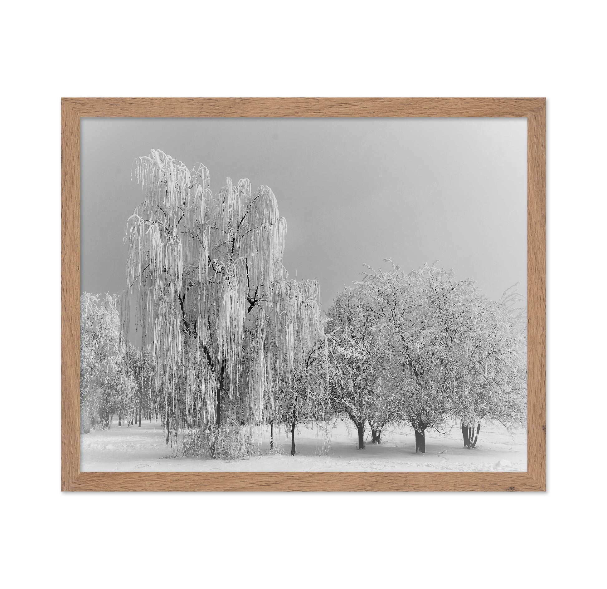 Frozen Willow Tree