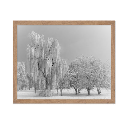 Frozen Willow Tree