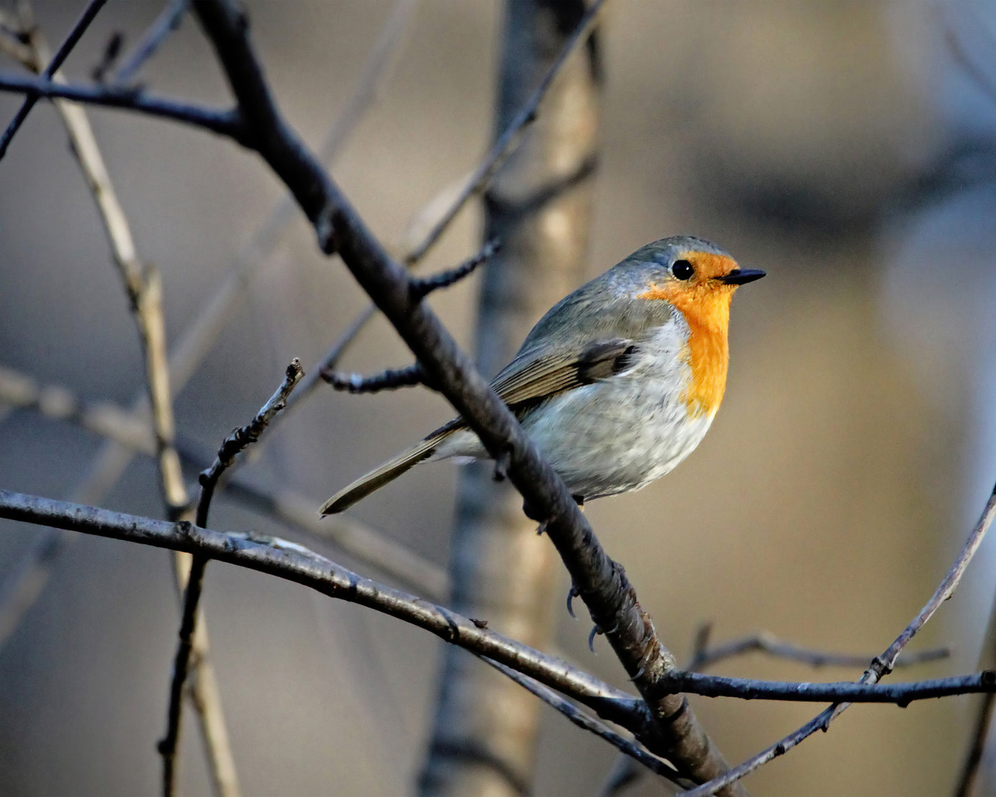Little Red Robin