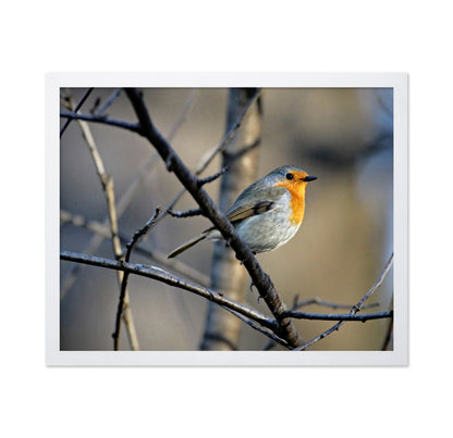Little Red Robin