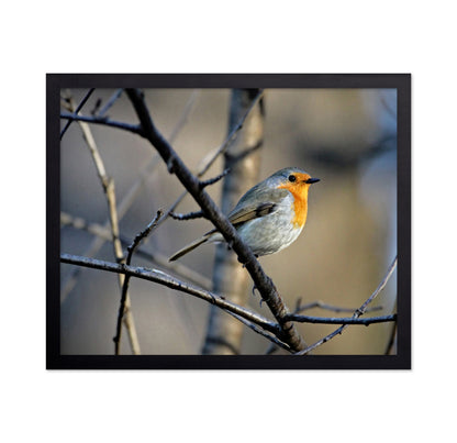Little Red Robin