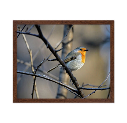 Little Red Robin