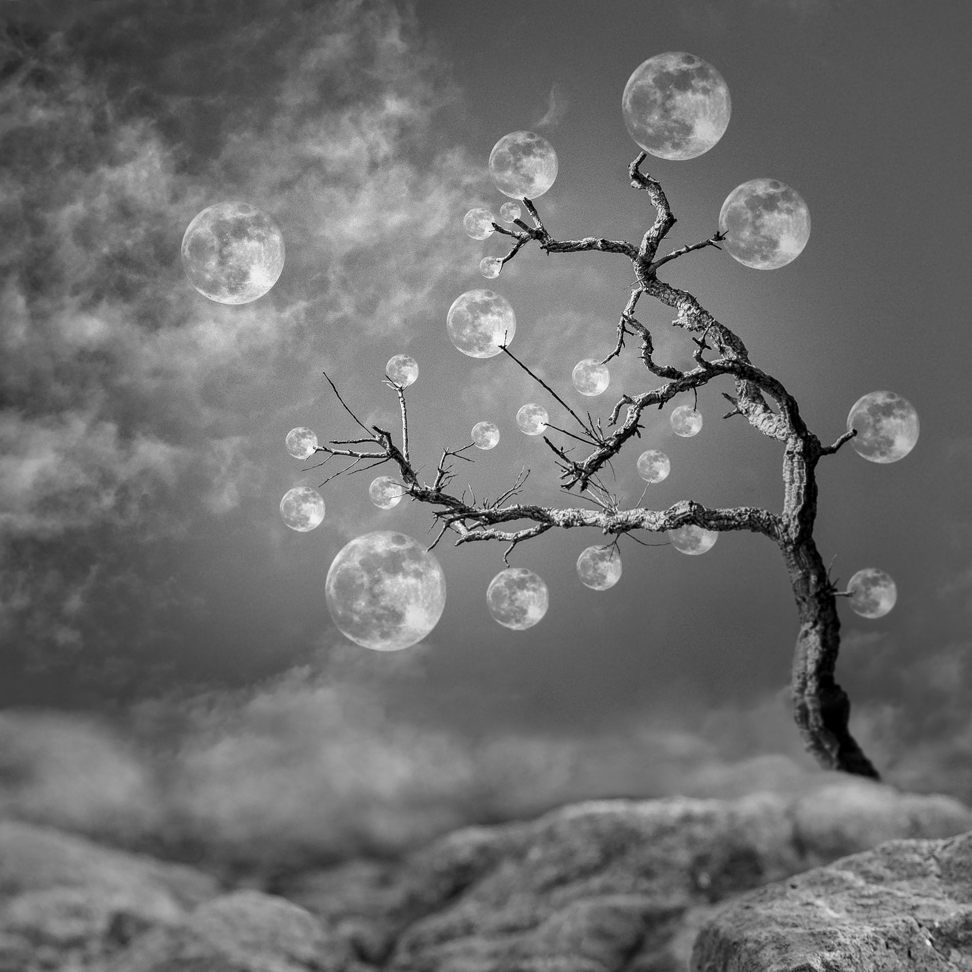 The Moon Tree