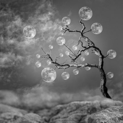 The Moon Tree