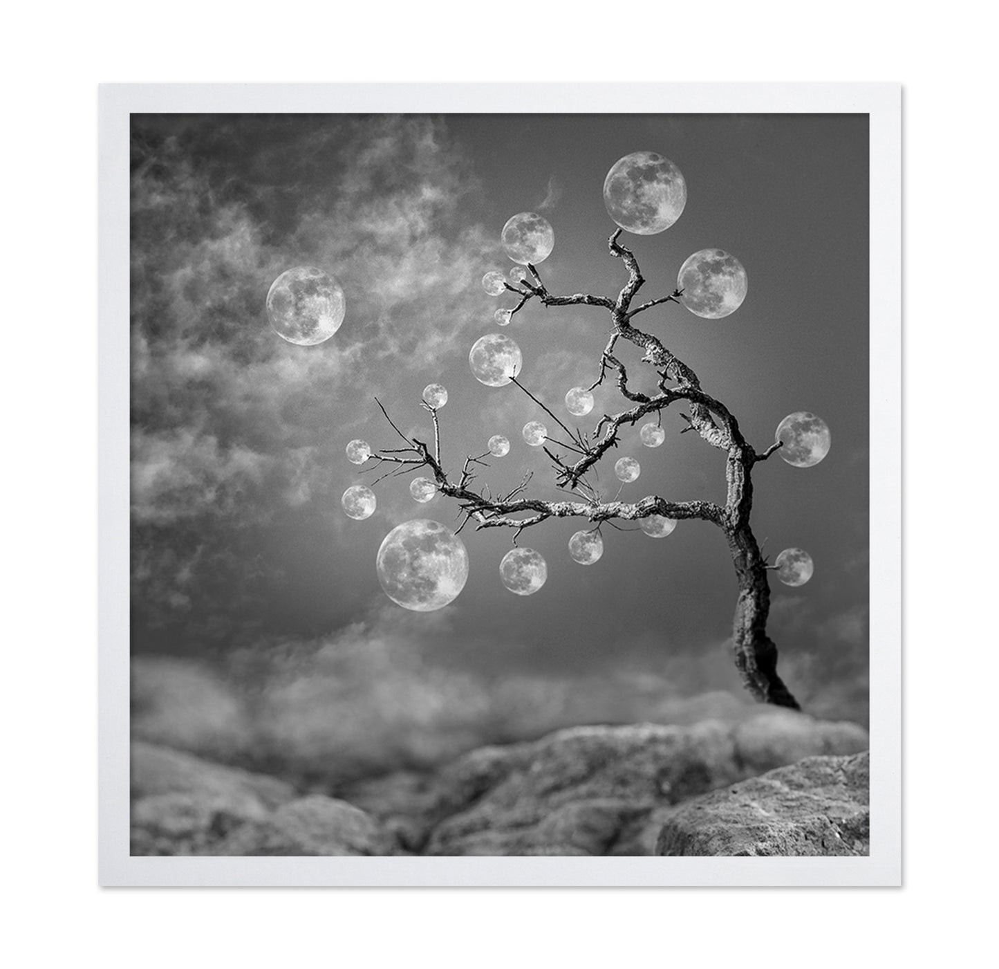 The Moon Tree