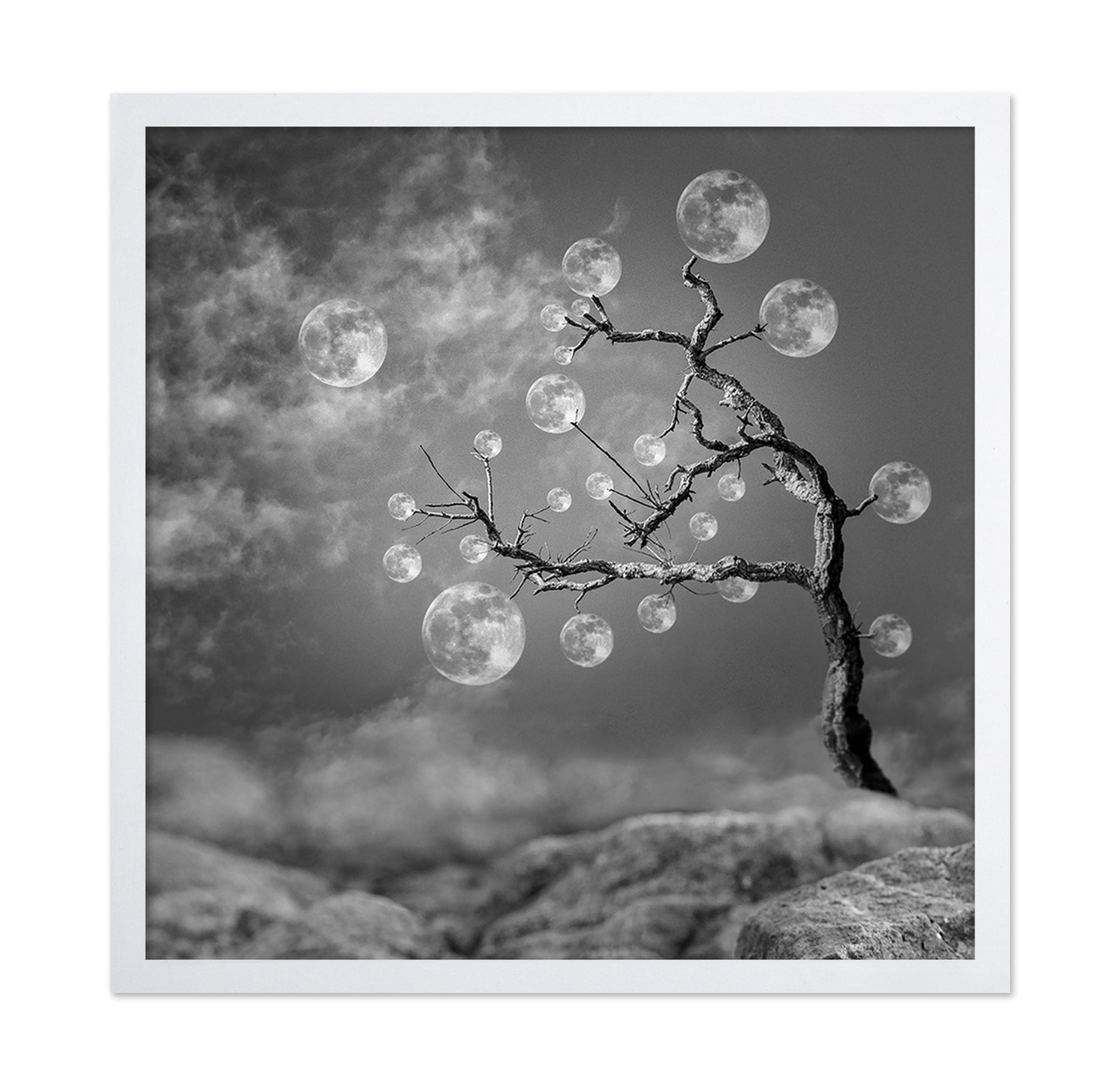 The Moon Tree
