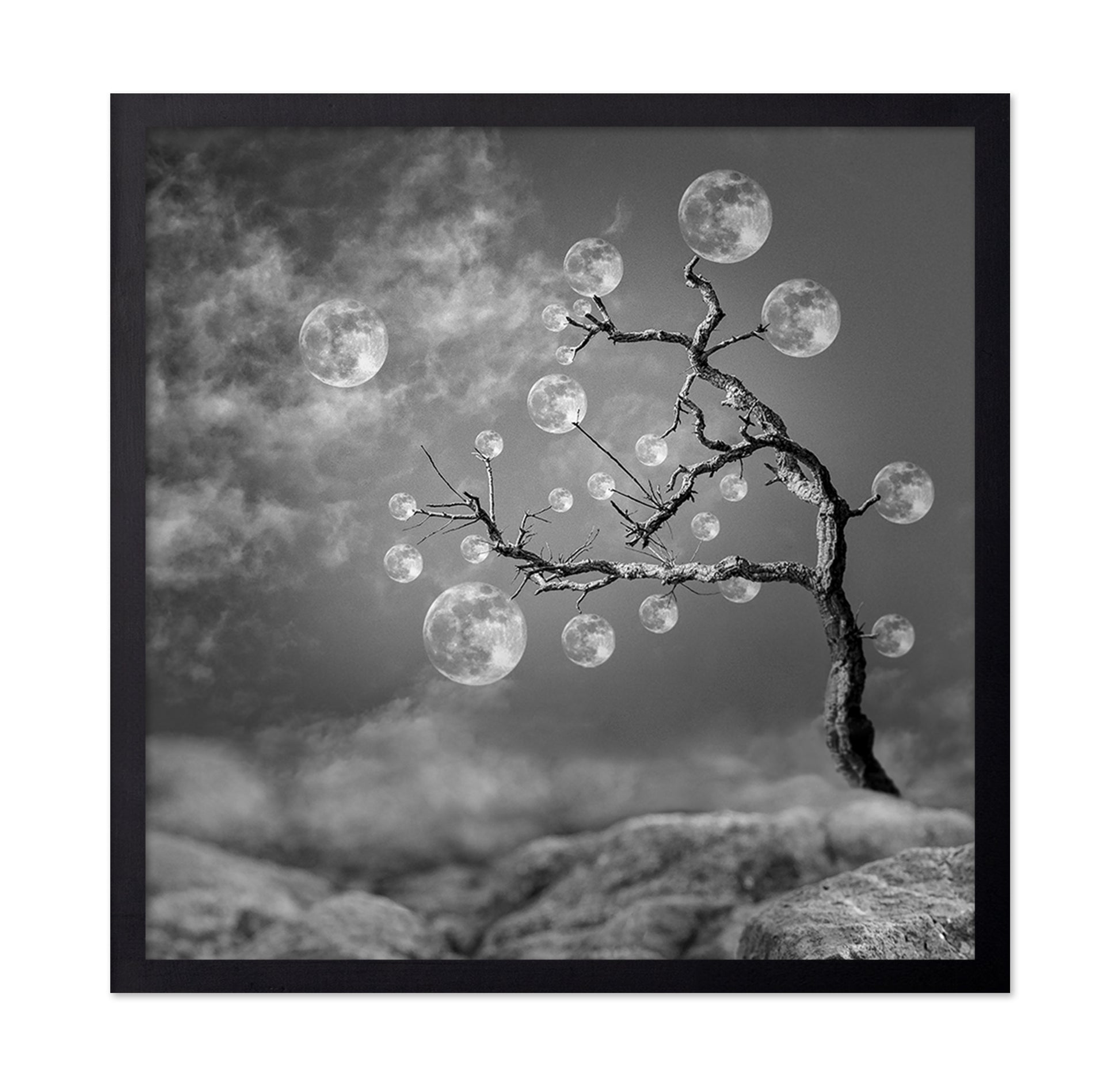 The Moon Tree